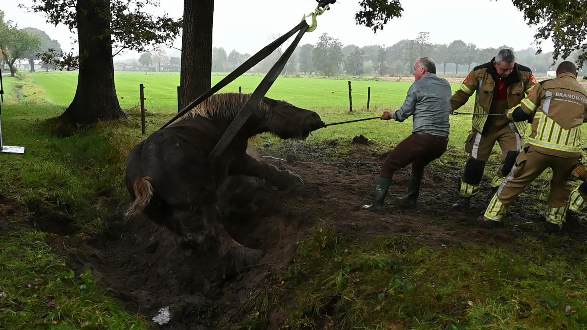 Brandweer Redt Paard Wietske Uit Sloot In Heulekom